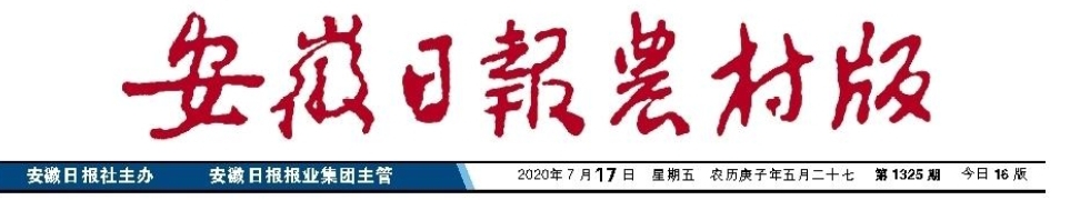 皖墾種業(yè)加快水稻種子“推育繁”一體化