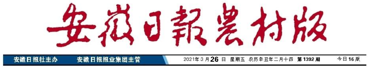 玉米市場看好，如何選購品種？